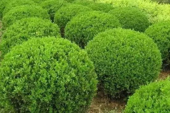 喬、灌木類植物的養(yǎng)護要點，看看凱蒂分享的這6點！